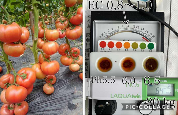 Tomato improvement program