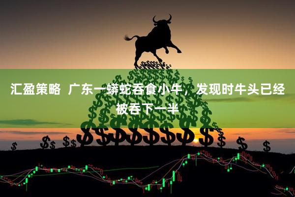 汇盈策略  广东一蟒蛇吞食小牛，发现时牛头已经被吞下一半